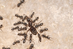 Tapinoma darioi