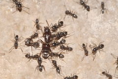 Tapinoma darioi