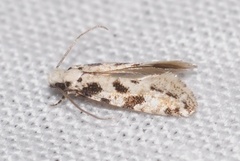 Nemapogon nevadella