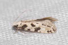 Nemapogon nevadella