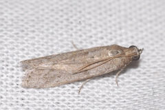 Cadra figulilella