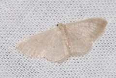 Idaea distinctaria