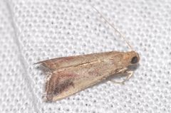 Metallostichodes nigrocyanella