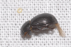 Ammoecius elevatus