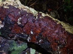 Earliella