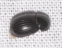 Ammoecius elevatus