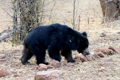 Melursus ursinus ursinus