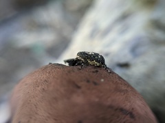 Sphinctotropis paviei