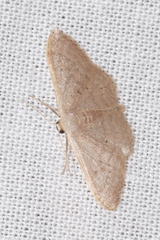 Idaea distinctaria