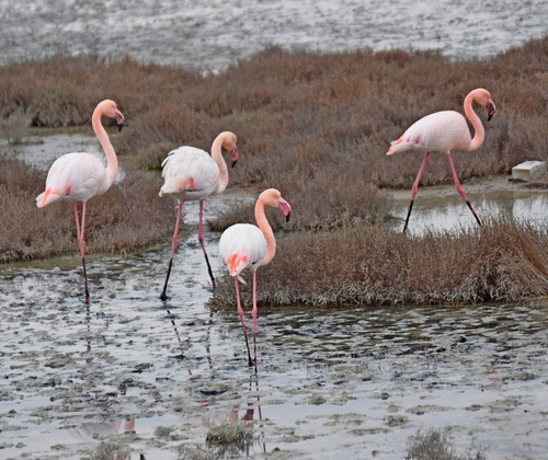 Flamenco común (Phoenicopterus roseus)