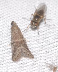 Ephestia woodiella