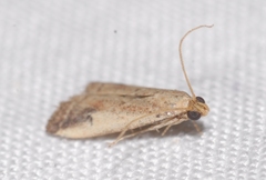 Metallostichodes nigrocyanella