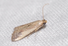 Metallostichodes nigrocyanella