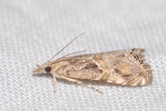 Euchromius cambridgei