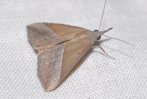 Brown Triangle Snout