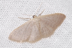 Idaea distinctaria