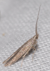 Coleophora texanella