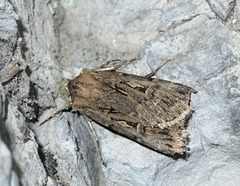 Agrotis turbans