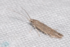Coleophora texanella
