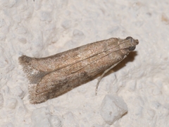Ephestia woodiella
