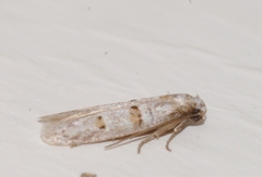 Symmocoides oxybiella