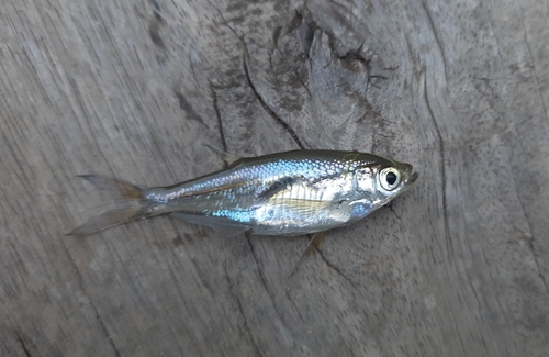Glass minnow carp (Parachela hypophthalmus) — Cyprinidae — 2
