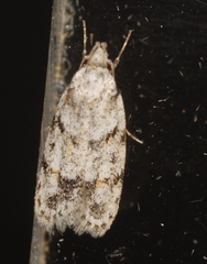 Symmoca signatella