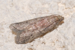 Ephestia woodiella