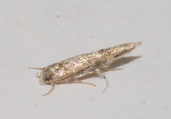 Coccidiphila gerasimovi