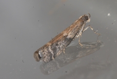 Ephestia woodiella