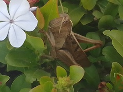 Acanthacris ruficornis