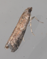 Ephestia woodiella