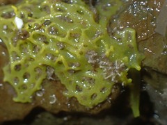 Clathrina