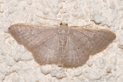 Idaea distinctaria
