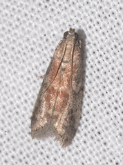 Ephestia woodiella