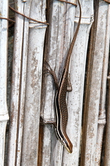 Trachylepis gravenhorstii