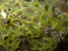 Clathrina