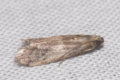 Ephestia woodiella
