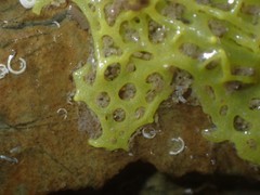 Clathrina
