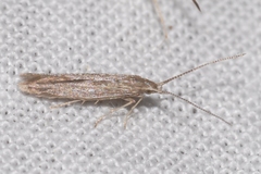 Coleophora texanella