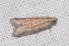 Ephestia woodiella
