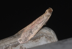 Ephestia woodiella