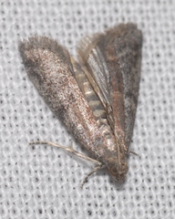 Ephestia woodiella