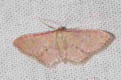 Idaea rhodogrammaria