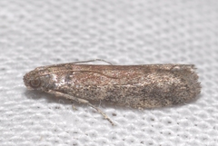 Ephestia woodiella