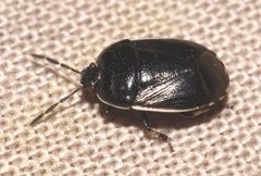 Adomerus maculipes