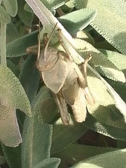 Acanthacris ruficornis