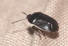 Adomerus maculipes
