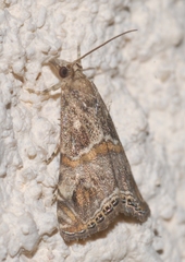 Euchromius cambridgei