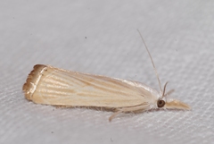 Xanthocrambus delicatellus